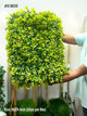 WC09 Artificial Green Wall Panel (Set of 5)