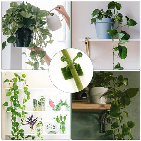 6156L Plant Climbing Wall Clips Self-Adhesive Money Plant Support Clips Vine Plant Climbing Fixing Clip - SWASTIK CREATIONS The Trend Point